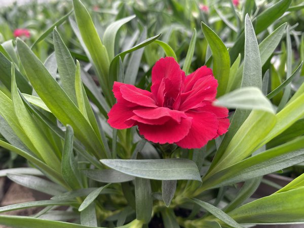 Mehrjährige, winterharte Roten Gartennelken erreichen Wuchshöhen bis 50 cm