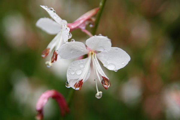 Gaura lindheimeri 'Snow Storm'