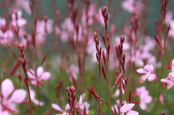 Gaura lindheimeri Siskyou Pink, prachtkerze, staude pflanzen