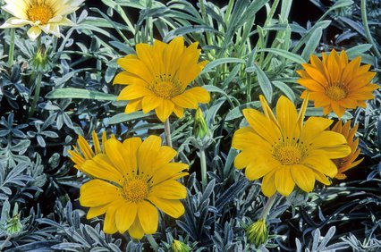 Gazanie, Gazania rigens