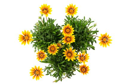 Gazania rigens