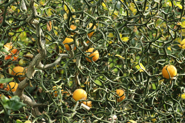Poncirus trifoliata mit Früchten