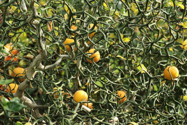 Poncirus trifoliata mit Frchten