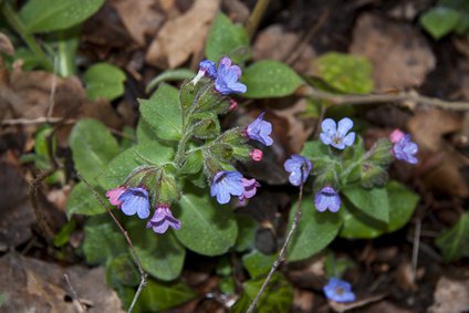 Geflecktes Lungenkraut, Pulmonaria saccharata