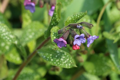 Blüte des Gefleckten Lungenkrauts