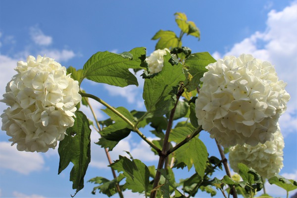 Schneeball Roseum Schneeball Roseum