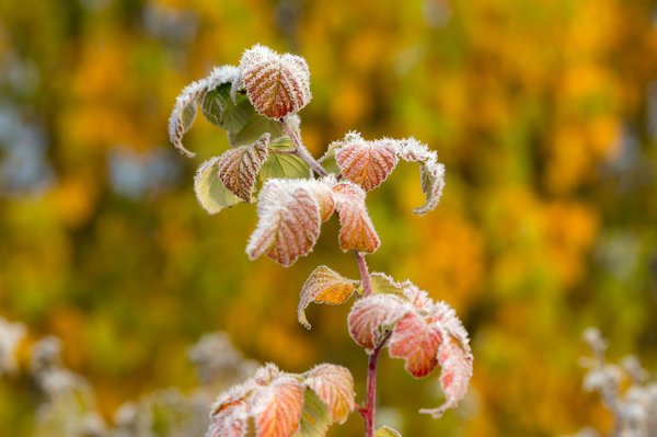 Gelbe Himbeeren bei Frost