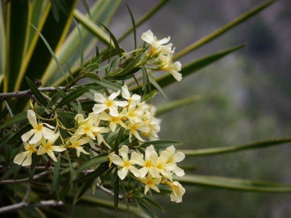 Nerium Oleander pflegen