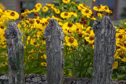 Gelber Rubinzwerg, Sonnenbraut