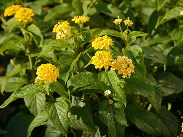 Gelbes Wandelrschen Lantana