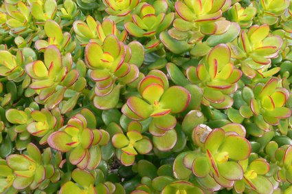 Geldbaum, Pfennigbaum; Crassula ovata - Pflege