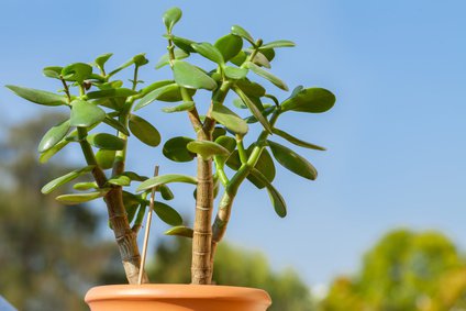 Der Geldbaum bildet einen verholzten und viel verzweigten Spross