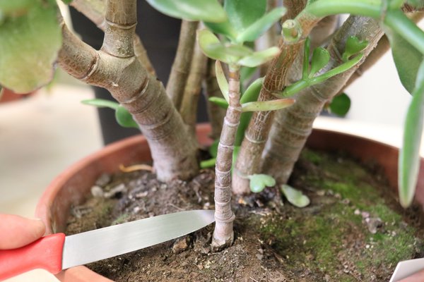 Geldbaum schneiden Crassula ovata Zweig an Basis ganz entfernen