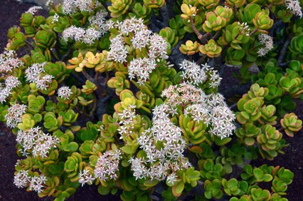 Geldbaum, Pfennigbaum; Crassula ovata in voller Blüte