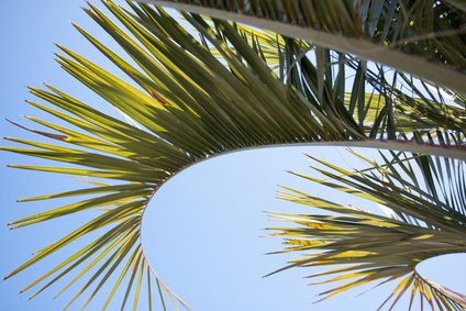 Butia capitata