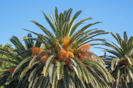 Butia capitata