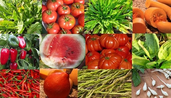 Gemüse Neuheiten Lubera