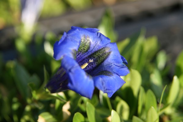 Gentiana acaulis