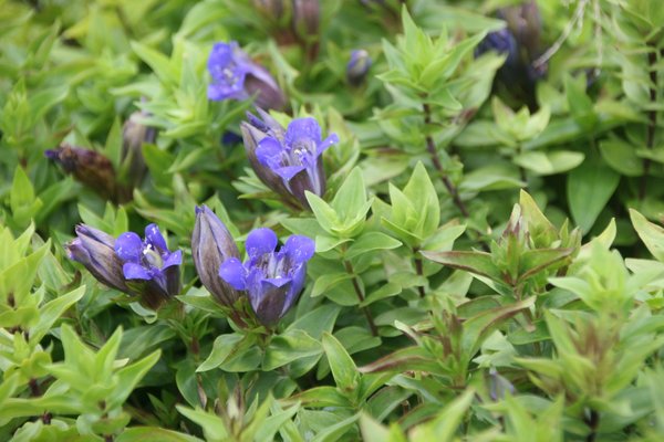 Gentiana septemfida var. lagodechiana, Sommer-Enzian