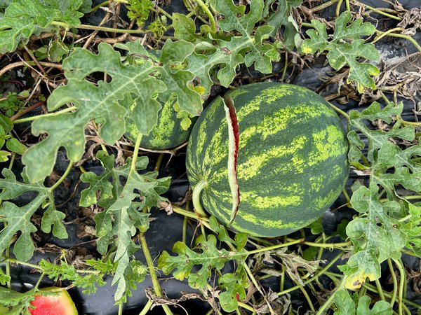 Wassermelonen Züchtung bei Lubera