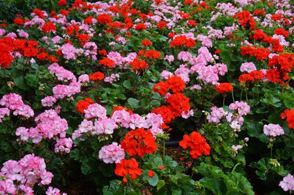 Pelargonie, Pelargonium, Geranie