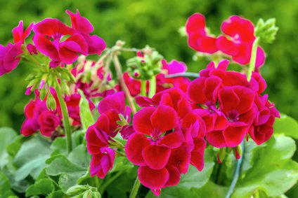 Blühende Pelargonie