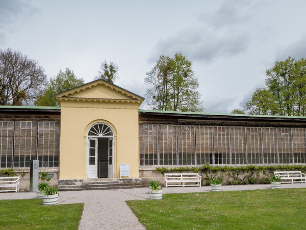 In der Hochzeit der Orangerien wurden auch Pelargonien berwintert