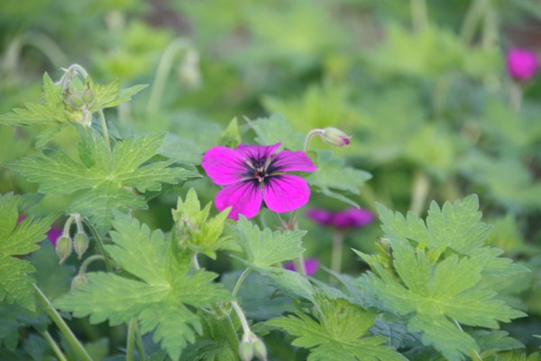 Geranium Anne Thompson, Storchschnabel, Lubera