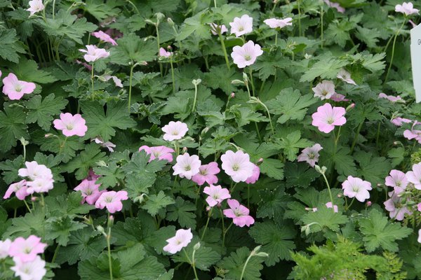 Geranium x cultorum 'Dreamland' (S)