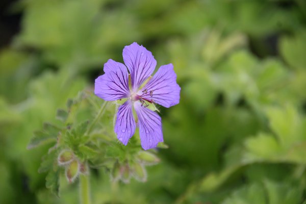 Geranium Ernst Pagels