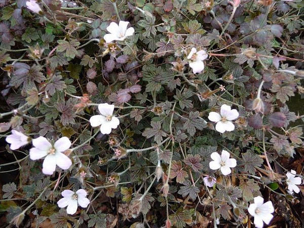 Geranium Hybr. 'Sanne'