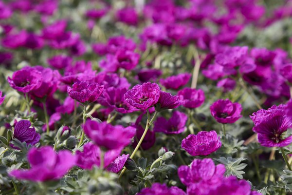 Geranium cinereum 'Jolly Jewel Purple' (S)