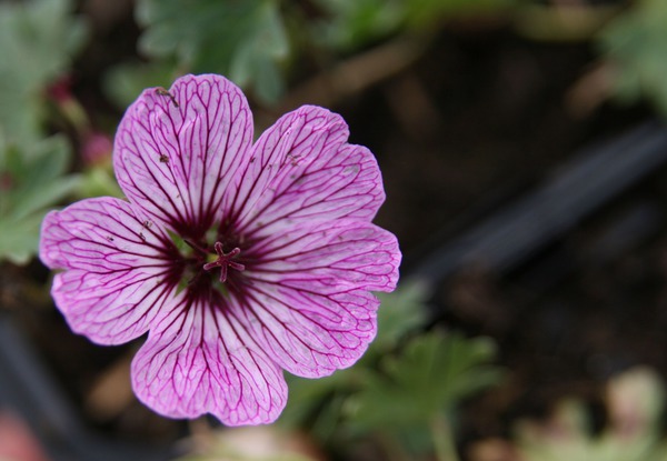 Geranium cinereum 'Ballerina'