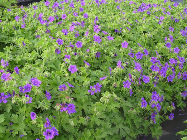 Geranium x oxonianum 'Rose Clair'