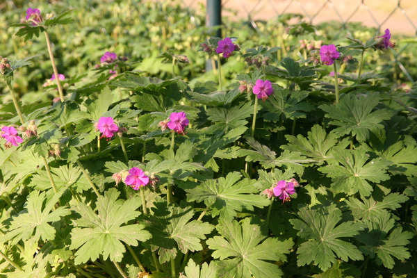 Permakultur, Pflanzbeet Essbares unter dem lweidendach, Geranium macrorrhizum Czakor, Storchschnabel, Lubera