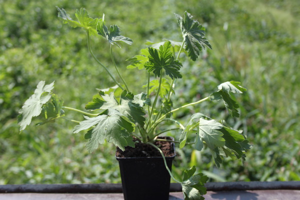 Permakultur, Pflanzbeet Essbares unter dem lweidendach, Geranium macrorrhizum Ingwersen, Balkan-Storchschnabel, Lubera