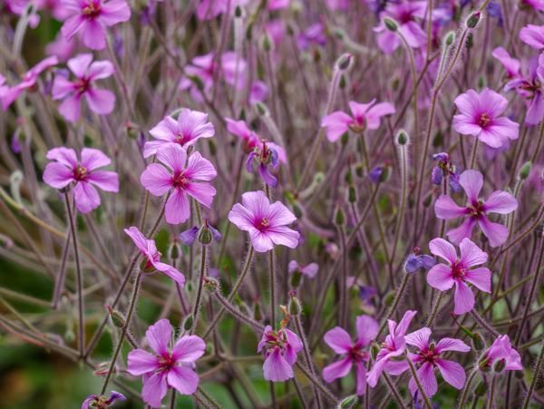 Botanischer Garten Berlin Geranium madense