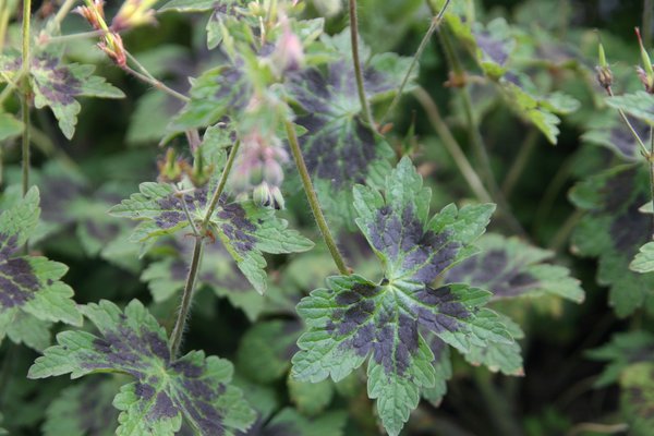 Geranium phaeum 'Samobor'