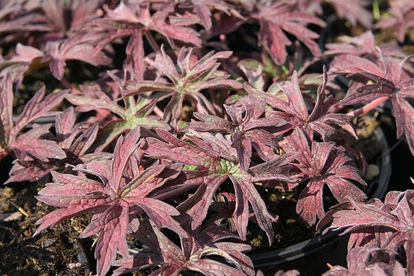 Geranium pratense 'Midnight Reiter'