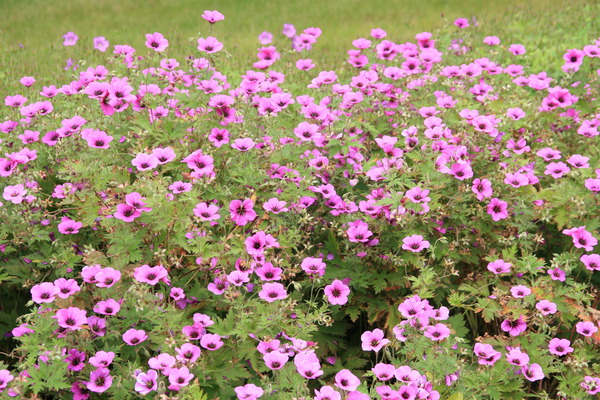 Geranium psilostemon 'Patricia'