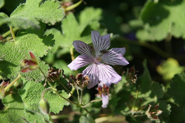 Geranium renardii 'Phillipe Vapelle'