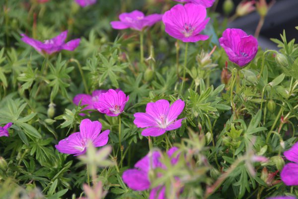 Geranium sanguineum 'Cedric Morris'