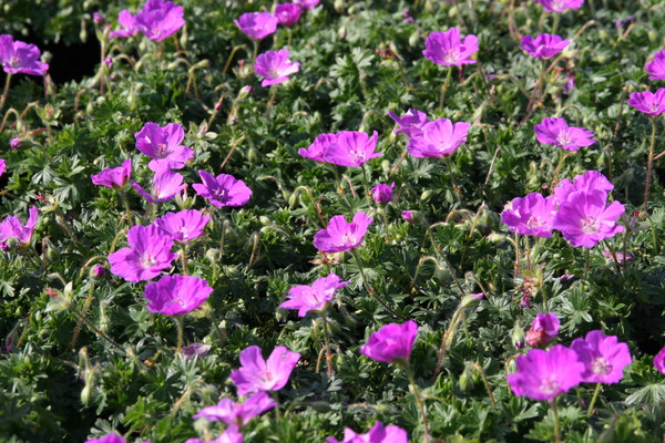 Langblhende Stauden