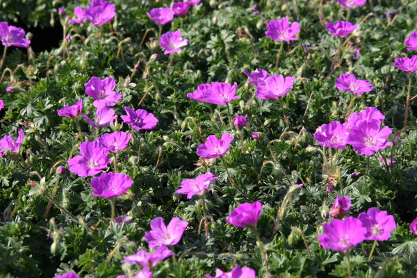 Geranium sanguineum 'Max Frei'