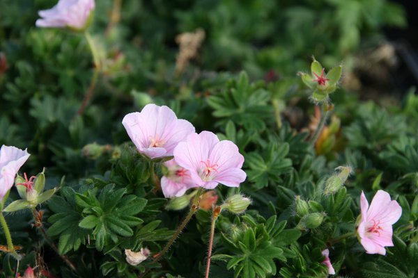 Geranium sanguineum 'Prostratum'