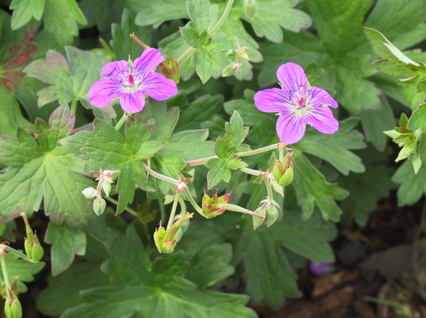 Geranium wlassovianum