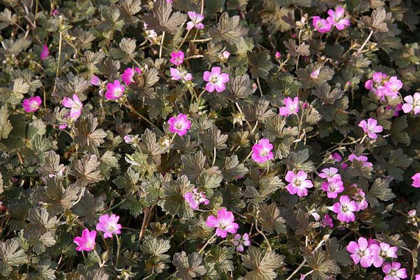 Geranium x cultorum 'Orkney Cherry' (S)