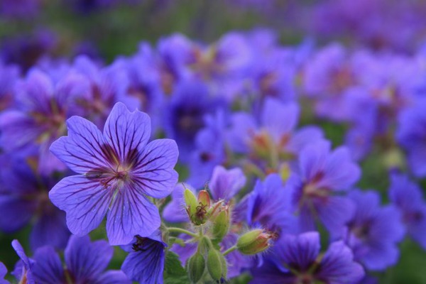 Geranium x magnificum 'Anemoniflorum'