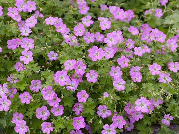 Geranium x riversleaianum 'Mavis Simpson'