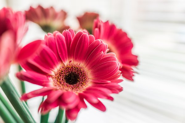 Ist die Gerbera winterhart?